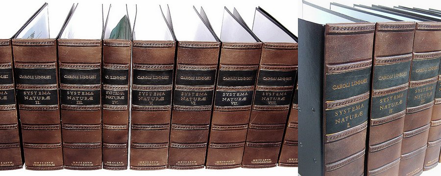 Leder Buchrücken Stehsammler Stehordner mit Prägung